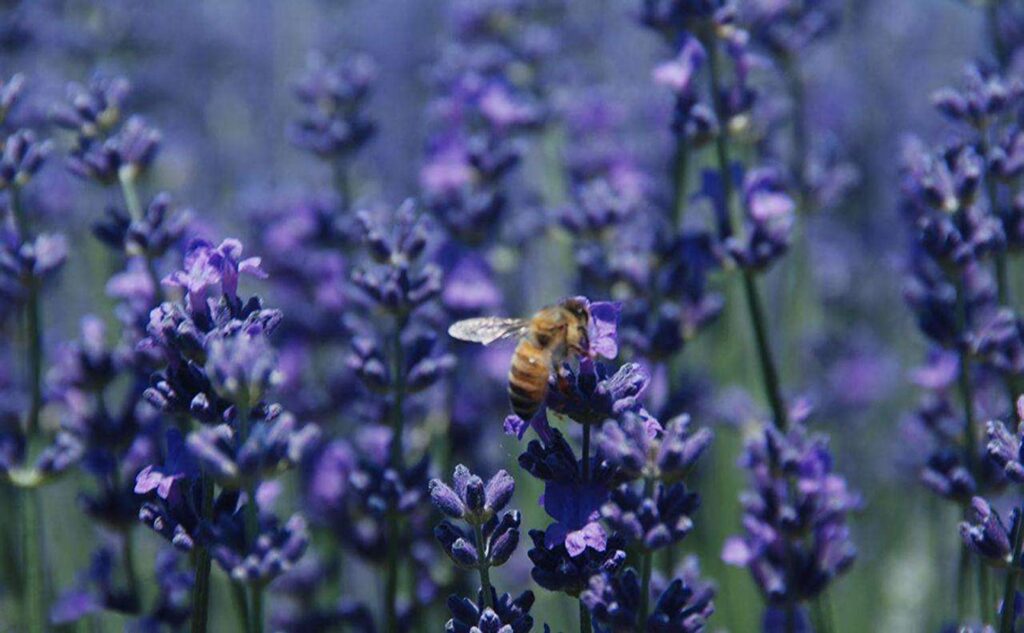 fioritura lavanda