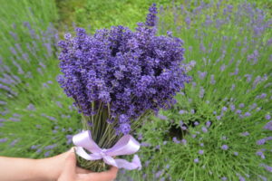 Mazzi di Lavanda essiccata – Oli essenziali Bianco